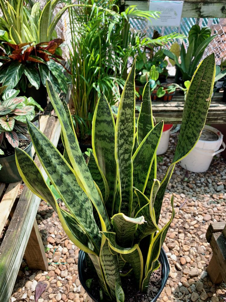 The Jungle Design