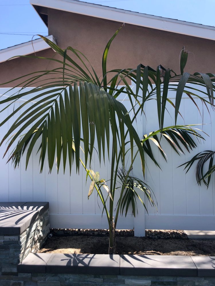 Discovery Island Palms