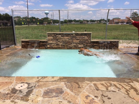 Dog S Day Inn 1771 Westgreen Blvd Katy Tx Pet Training Mapquest