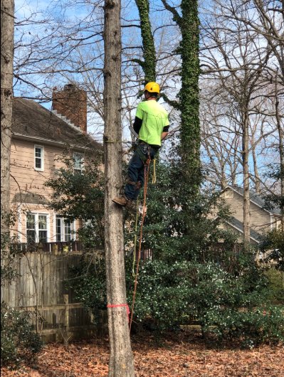 Mabes Tree Service