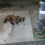 ali cat strip club Tumer in breast