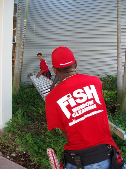 Fish Window Cleaning