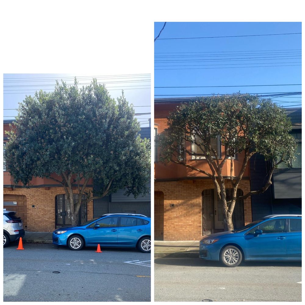 The Dog Professional Tree Service