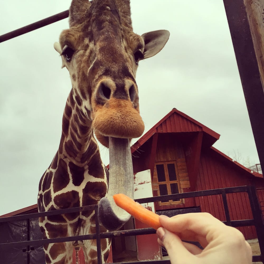 jerry the giraffe yelp