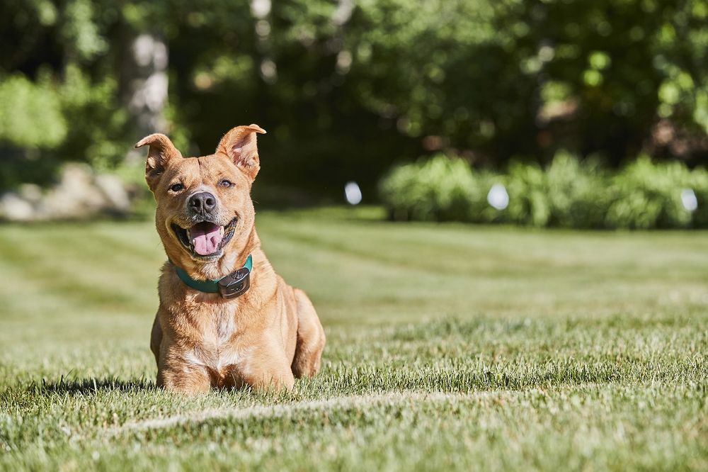 DogWatch of Puget Sound