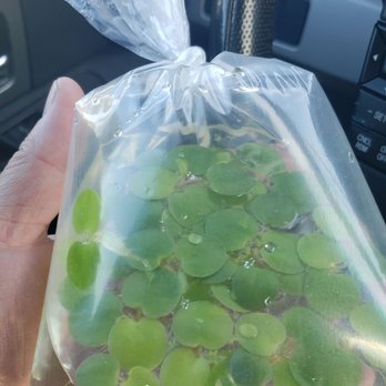 lotus aquarium 125 photos