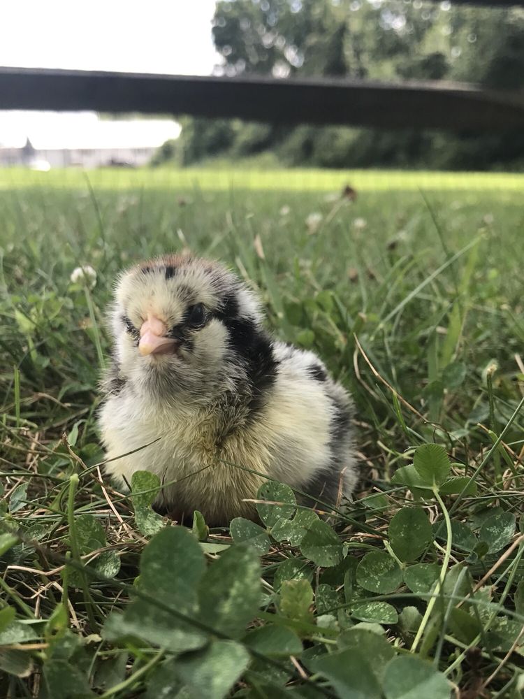 Mt Healthy Hatchery Meat Shops 9839 Winton Rd, Cincinnati, OH