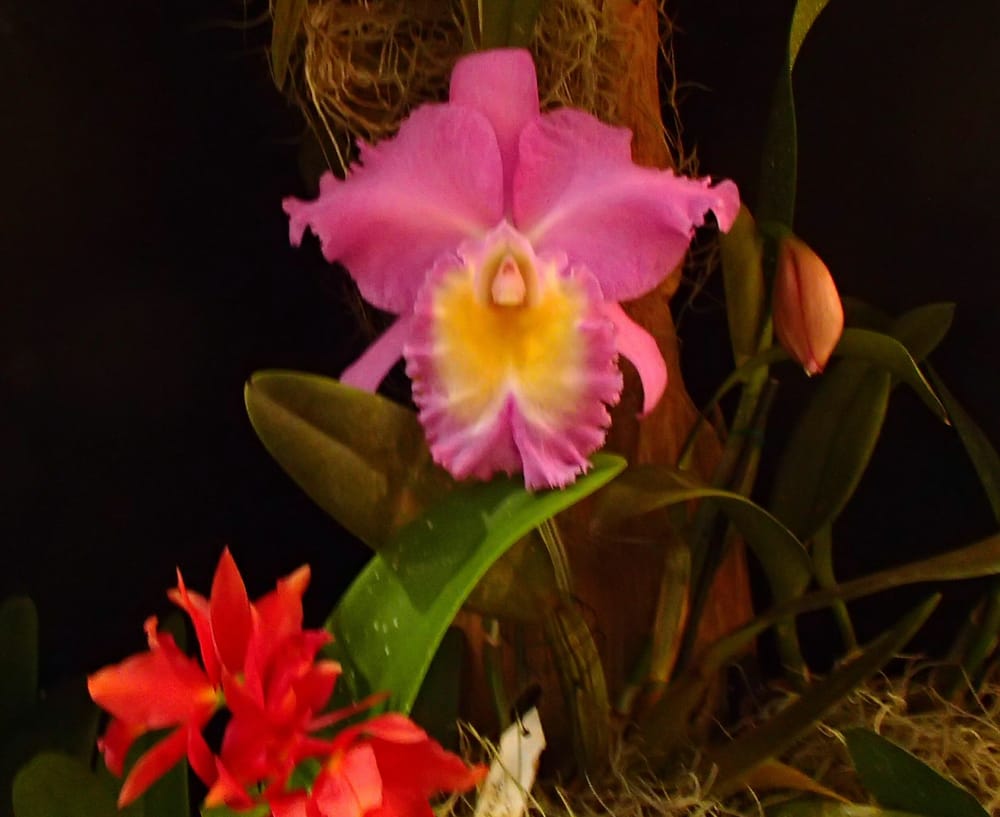Orchid Show - Fort Lauderdale Orchid Society - 41 Photos - Local Flavor