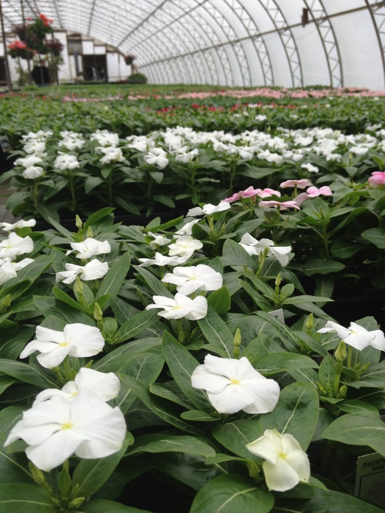 Williams Greenhouses & Nursery