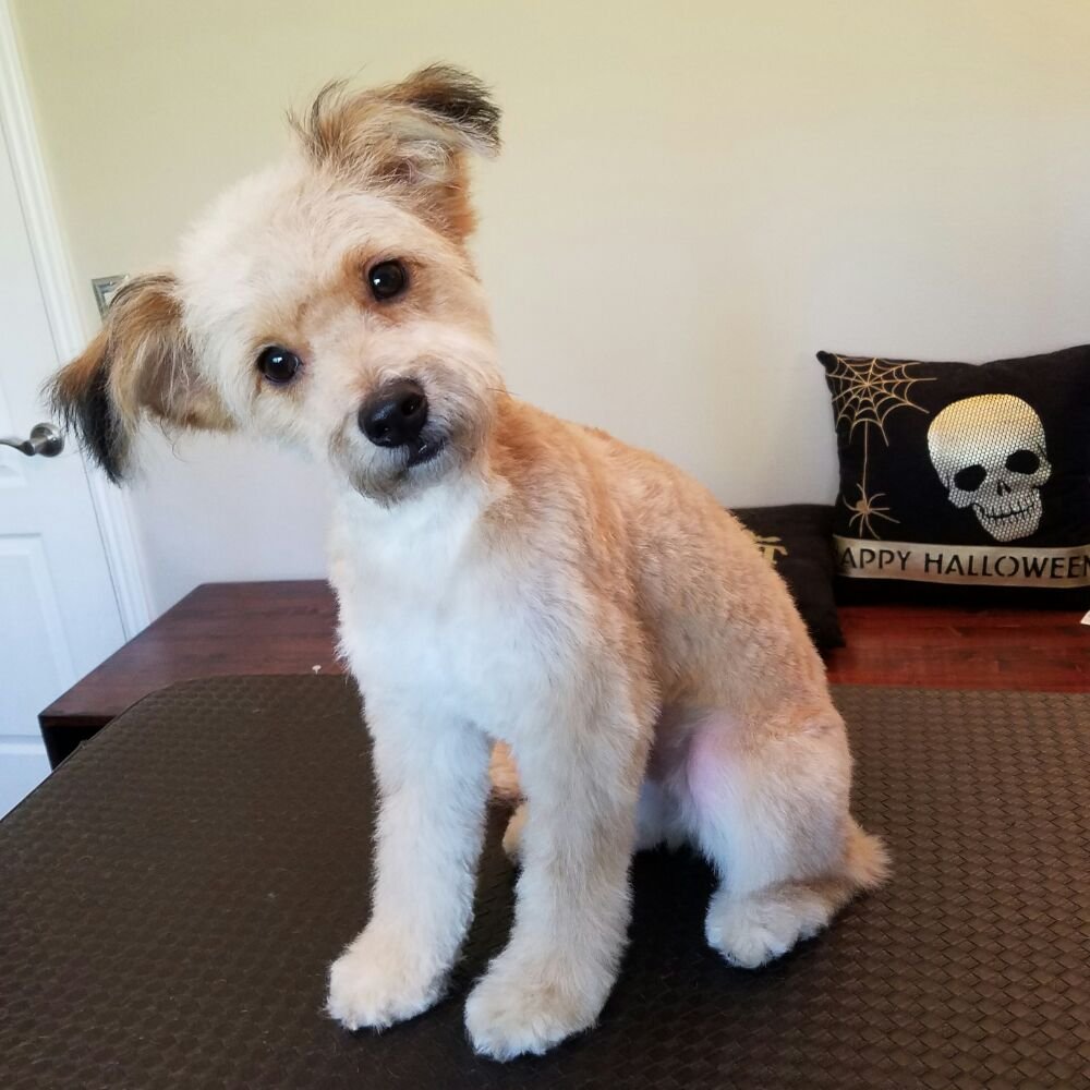 Marli Yorkie Poo Yelp Photo Of Elita S Grooming Northridge Ca United States Marli Yorkie Poo