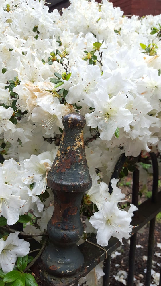 Dumbarton Oaks