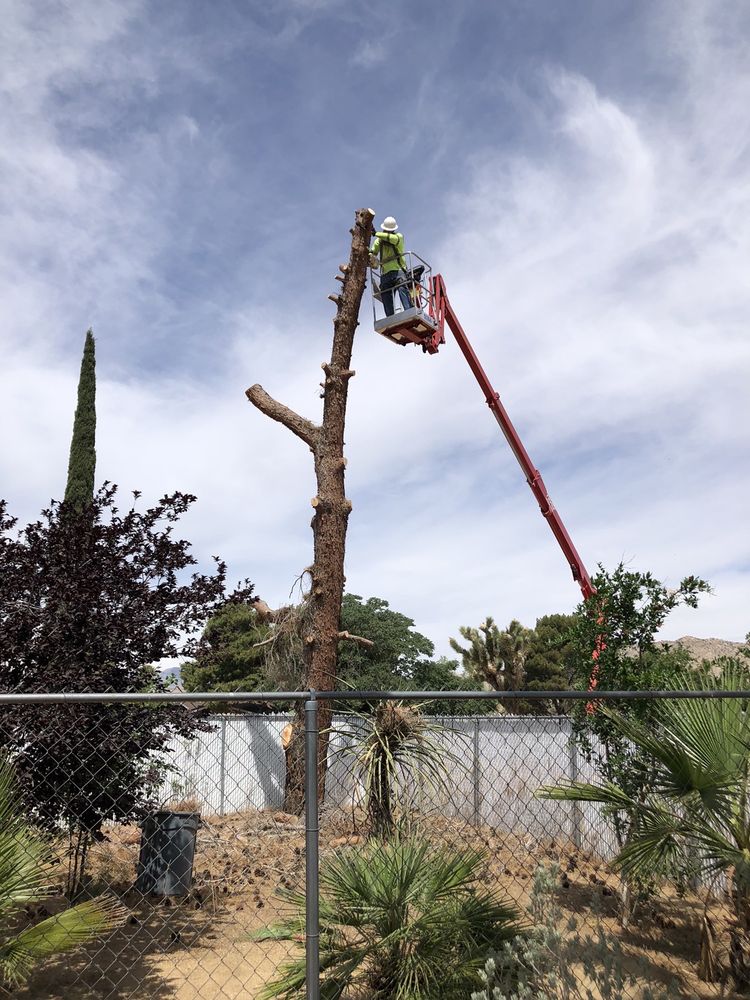 C&M Tree Service