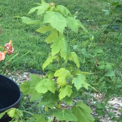 Skinner Garden Nurseries Gardening 4237 Nw Silver Lake Photo Of Skinner Garden Topeka Ks United States Maple Tree We
