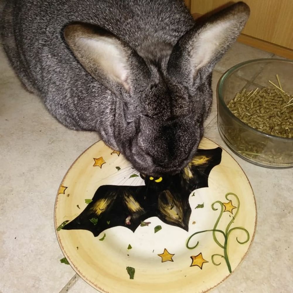 4 Paws Pet Sitting