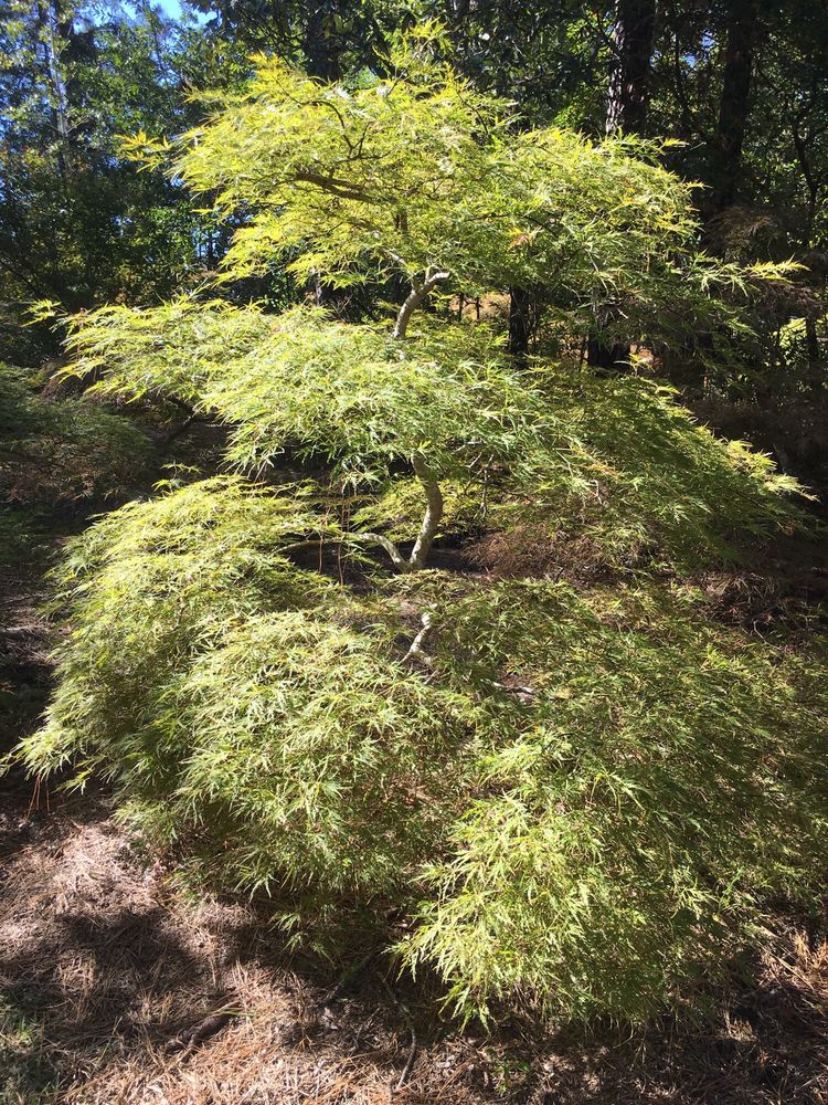 Ash's Japanese Maple Nursery