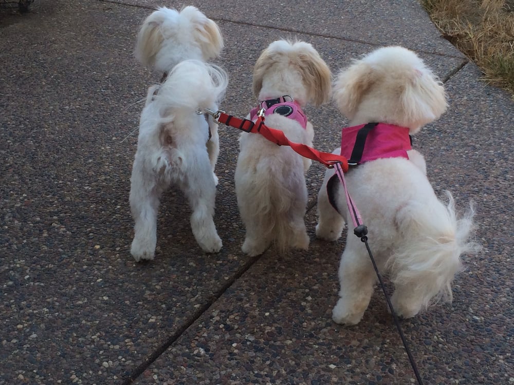 Amanda’s Mobile Pet Grooming 129 Photos & 57 Reviews Pet Groomers