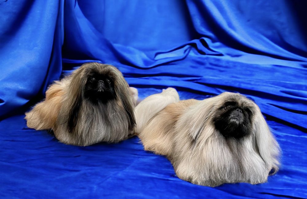 Muttley's Pet Salon