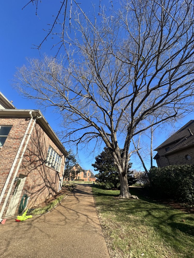 Monster Tree Service of Music City