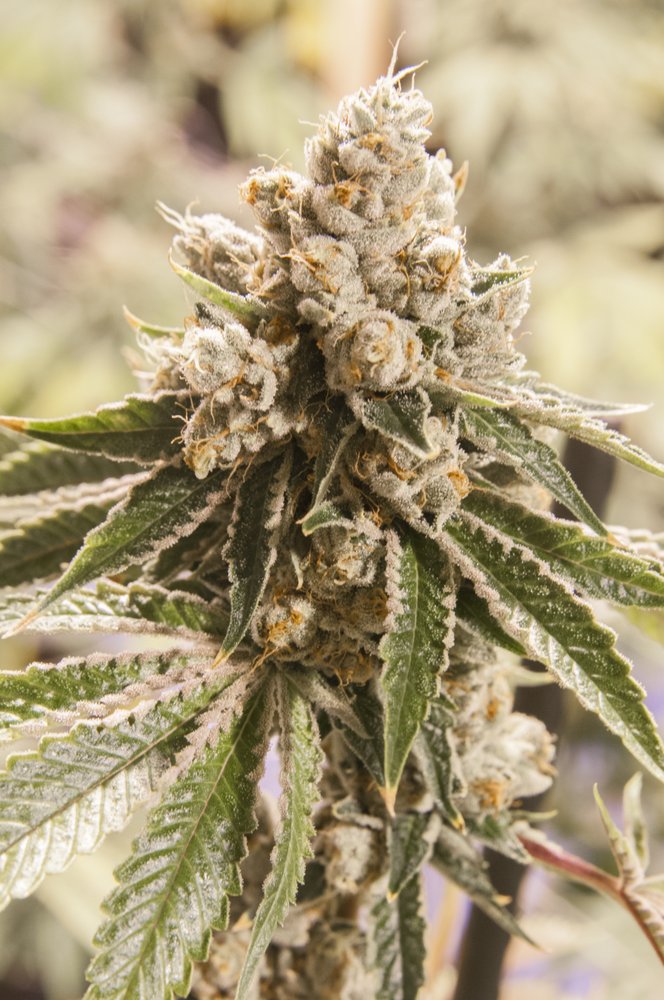 Mars Og Colorado Grown Pink House Perfected Yelp Photo Of Pink House Cherry Denver Co United States Mars Og