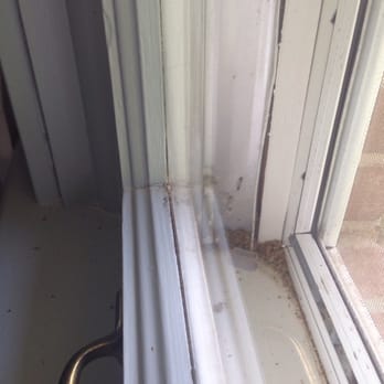 window cleaning nashville cleaning services photo of all seasons window cleaning nashville tn united states bugs left washing south nashville window cleaning nashville cleaning services photo of all seasons window cleaning nashville tn united states bugs left washing south nashville