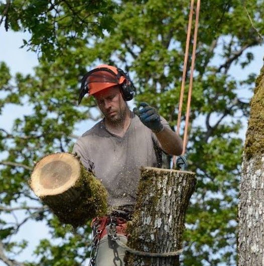 Blue Collar Tree Work
