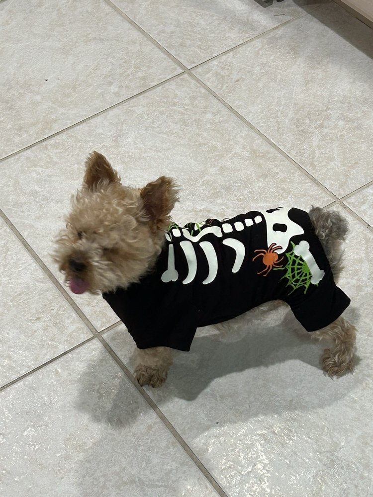 Rascals Pet Grooming Image