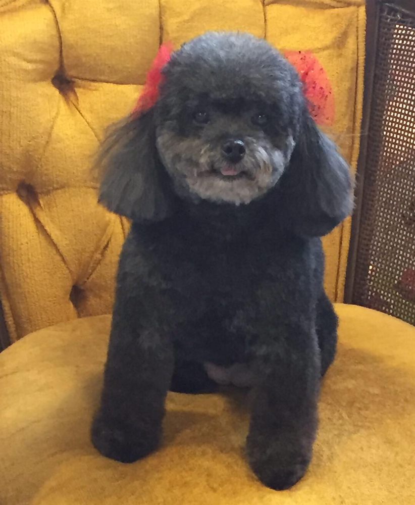QC Canine Design Gifts in Charlotte, NC - Gift a Panda