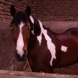 Reitanlage Haus Breitmaar 19 Photos Stables Horse Riding