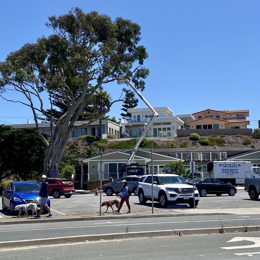 Coastal Tree Experts