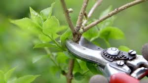 Blalock Tree Service