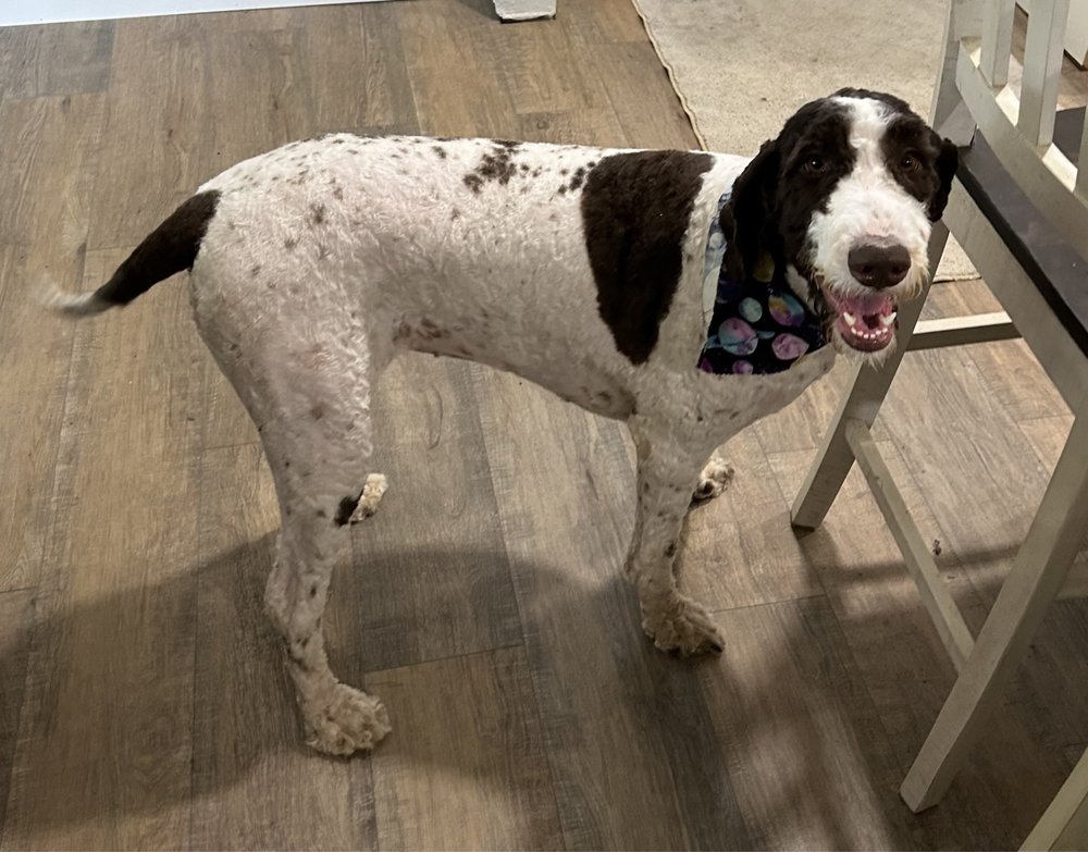 Erika's Dog-Gone Grooming Salon