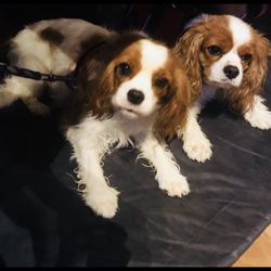 off leash dog academy