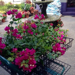 The Plant Market Nurseries Gardening 7124 Campbell Rd North The Plant Market Nurseries Gardening 7124 Campbell Rd North Dallas Tx Phone Number Yelp