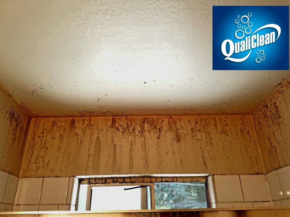 All Molds Can Potentially Cause Rashes Headaches Dizziness Nausea Photo Of Qualiclean San Jose Ca United States All Molds Can Potentially