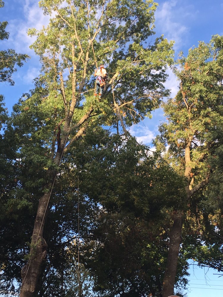 Billy's Tree Service