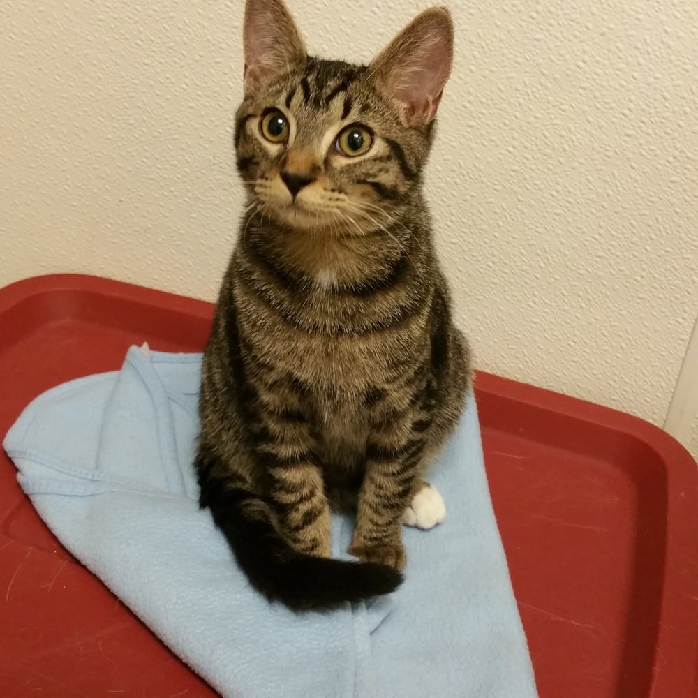 PAWS 19 Photos & 85 Reviews Animal Shelters 15305 44th Ave W