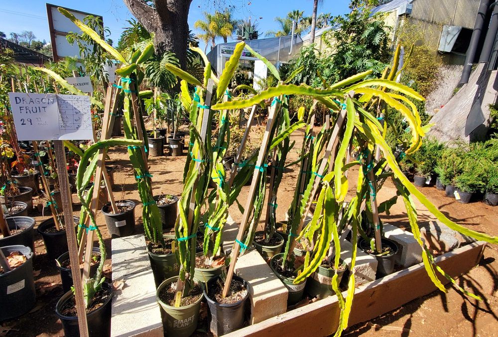 El Plantio Nursery & Landscaping