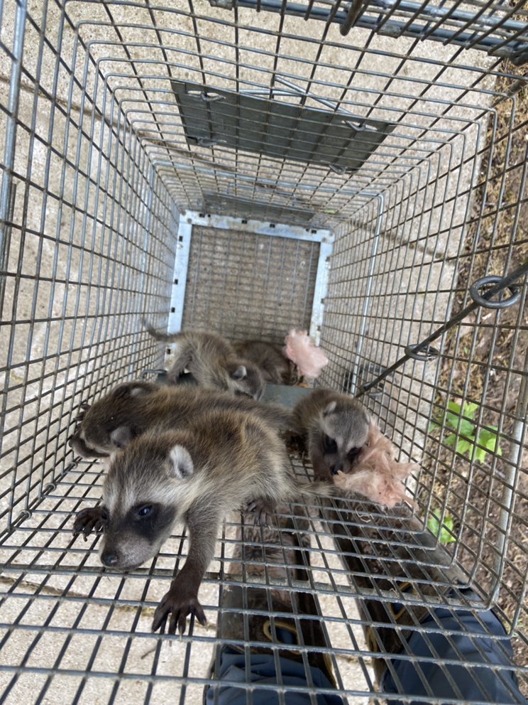 AAAC Wildlife Removal - Fort Worth