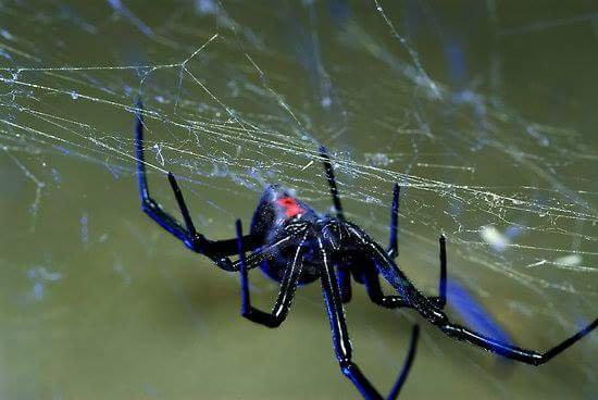 Exodus Pest Solutions