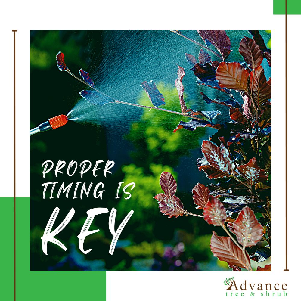 Advance Tree & Shrub