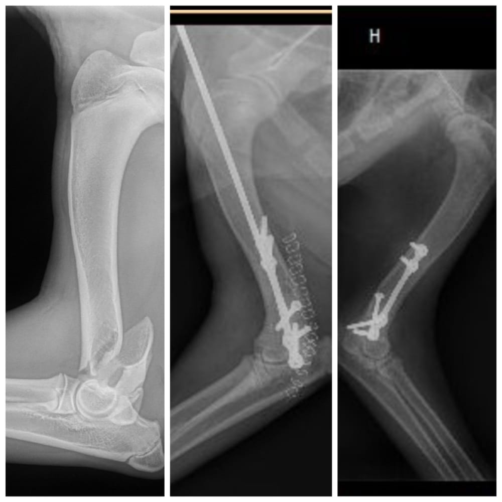 Veterinary Surgical Solutions 13 Photos & 17 Reviews Veterinarians