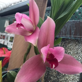 Orchid Nursery San Go Thenurseries Orchid Nursery San Go Thenurseries