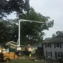 Accurate Tree Service 19 Photos 17 Reviews Services Photo Of Accurate Tree Service Neptune Nj United States