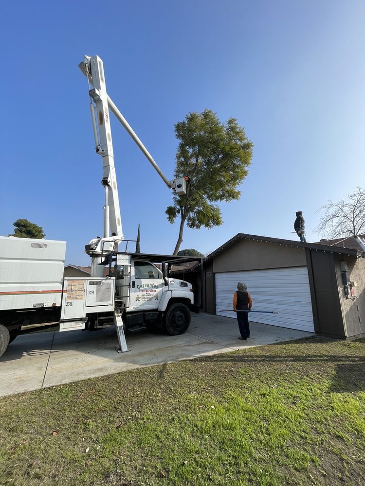 Cervantes Tree Services