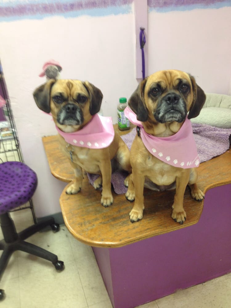 Shampoodle 19 Reviews Pet Groomers 266 Delaware Ave, Delmar, NY