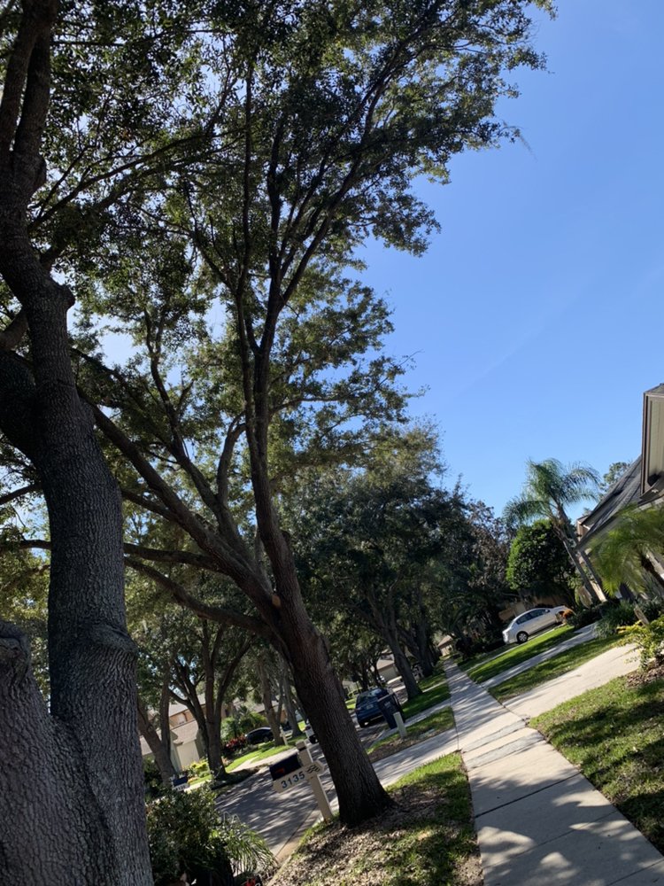 Top Notch Trees
