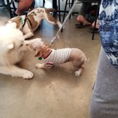 Photo of Boris & Horton - New York, NY, United States. Different types of dogs that come to visit.