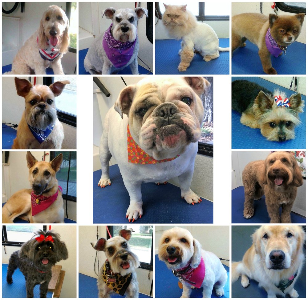 Whisker Washers Mobile Pet Grooming Pet Groomers Western Hills