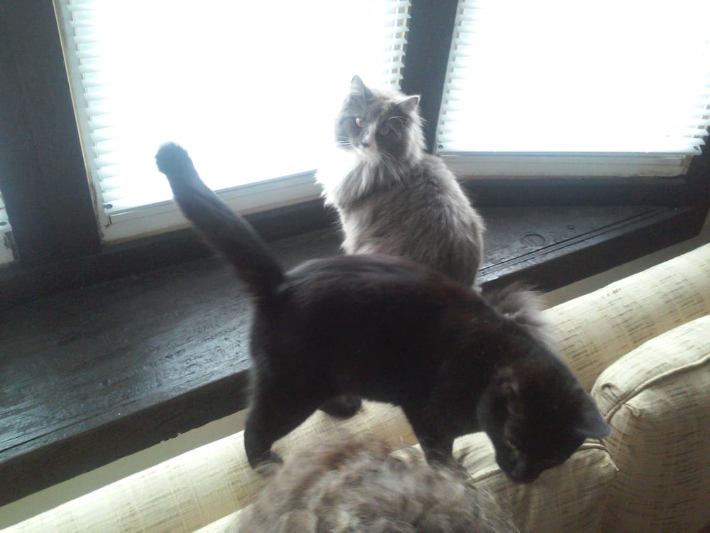 4 Paws and A Tail Pet Groomers 3899 Grove City Rd, Grove City, OH