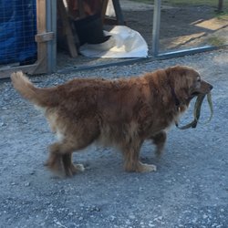 Dog Days Flea Market Ardmore Tn Dog Days Flea Market Ardmore Tn